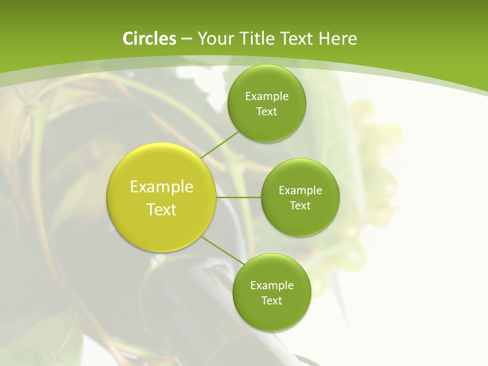 Spiral Grow Winery PowerPoint Template