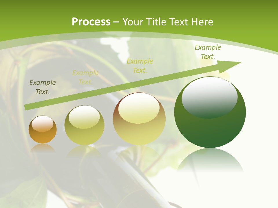 Spiral Grow Winery PowerPoint Template