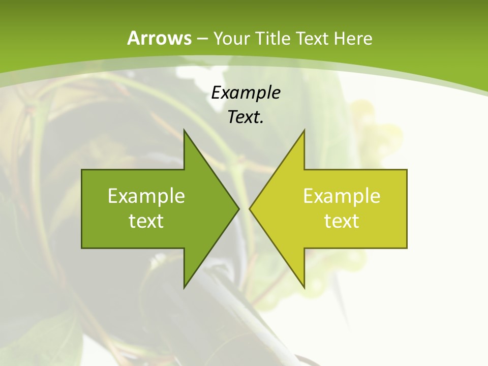 Spiral Grow Winery PowerPoint Template