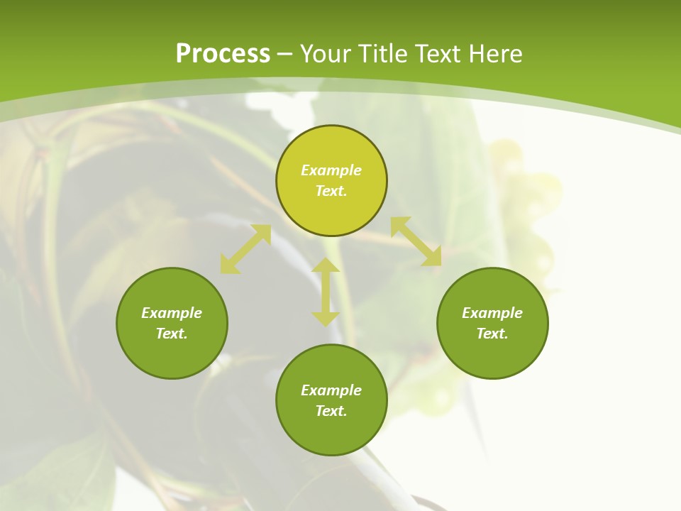 Spiral Grow Winery PowerPoint Template