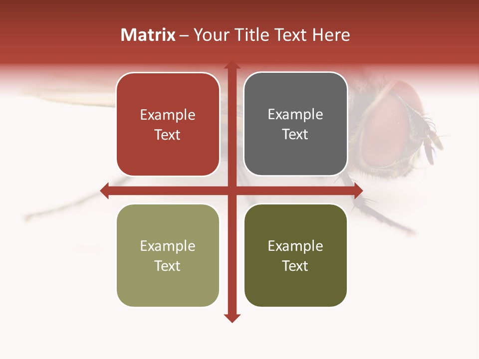 Closeup Wing Wild PowerPoint Template