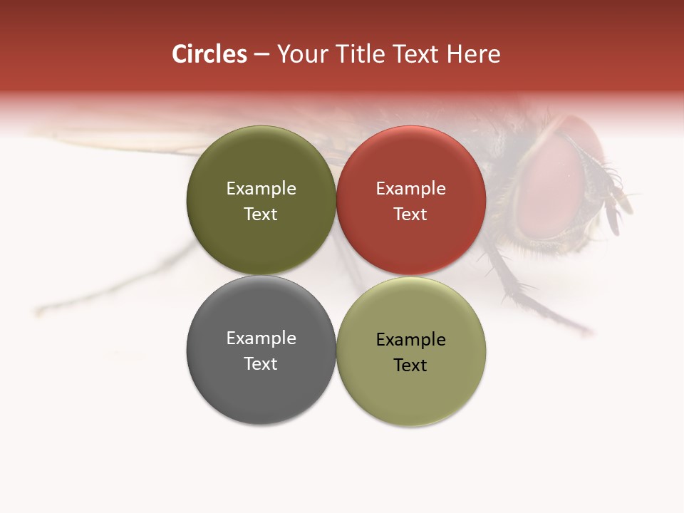 Closeup Wing Wild PowerPoint Template
