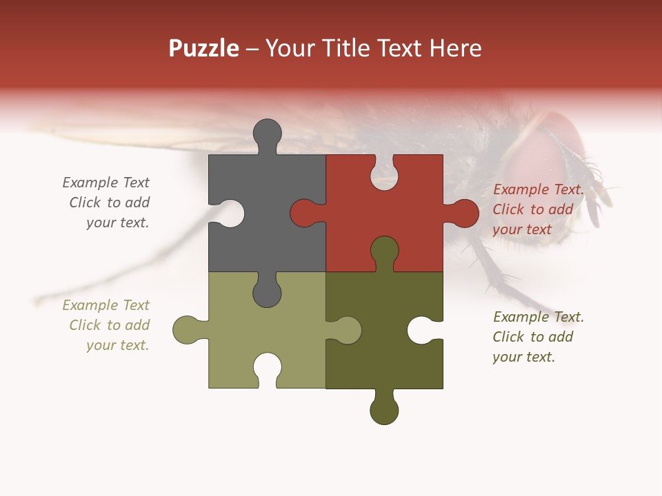 Closeup Wing Wild PowerPoint Template