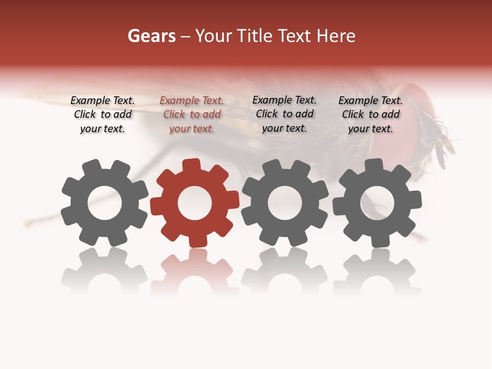 Closeup Wing Wild PowerPoint Template