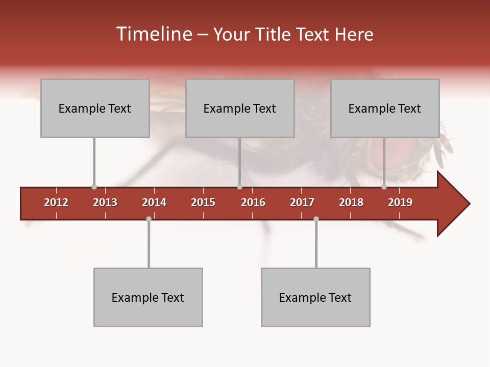 Closeup Wing Wild PowerPoint Template