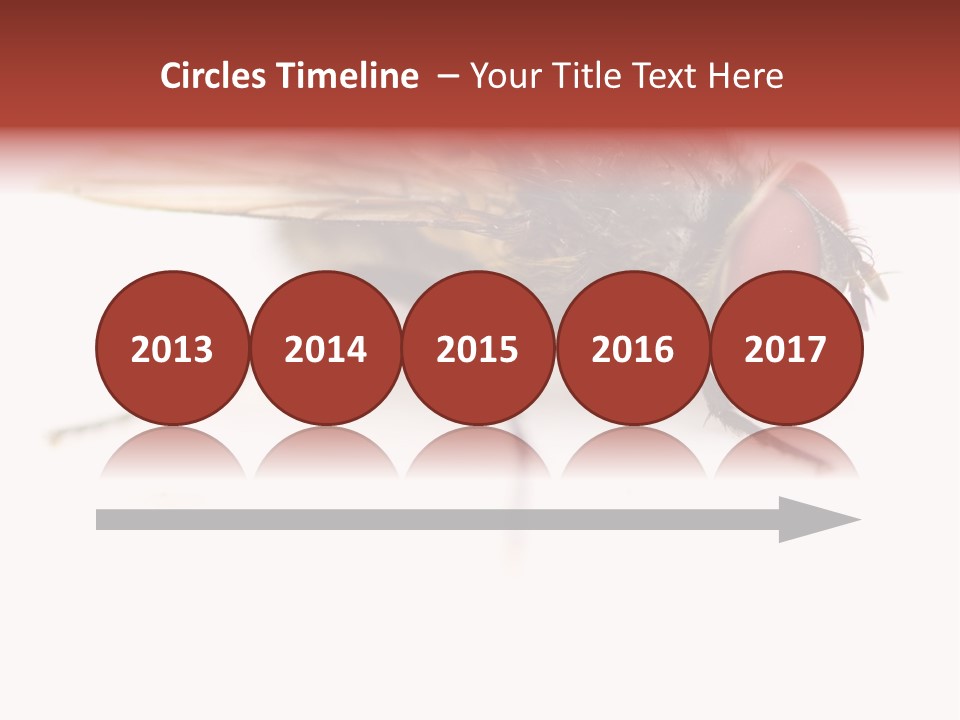 Closeup Wing Wild PowerPoint Template