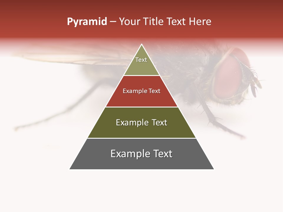 Closeup Wing Wild PowerPoint Template