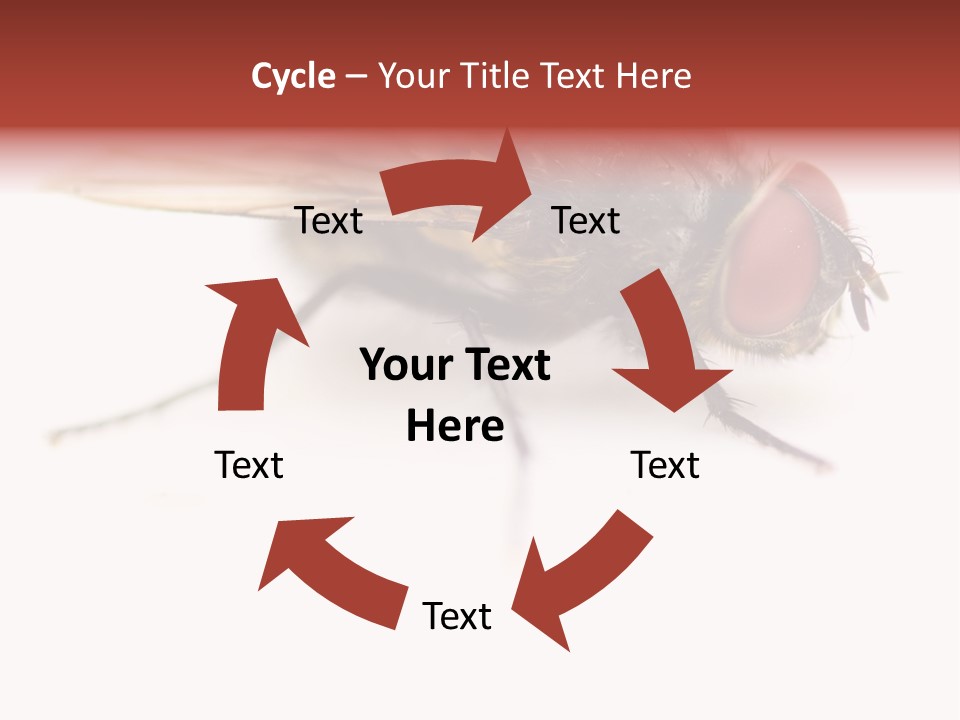 Closeup Wing Wild PowerPoint Template