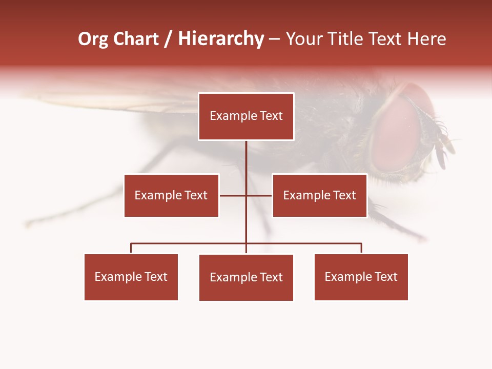 Closeup Wing Wild PowerPoint Template