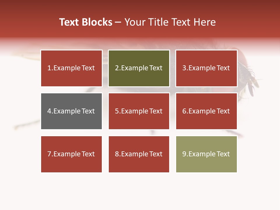 Closeup Wing Wild PowerPoint Template