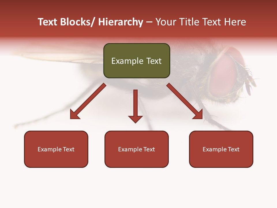 Closeup Wing Wild PowerPoint Template