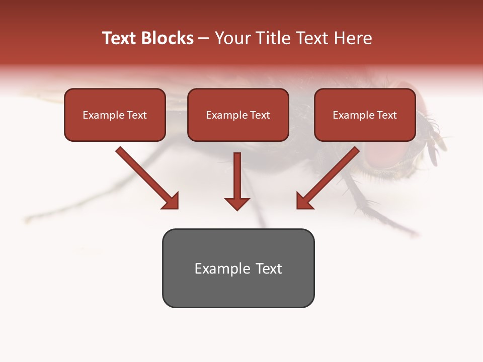 Closeup Wing Wild PowerPoint Template