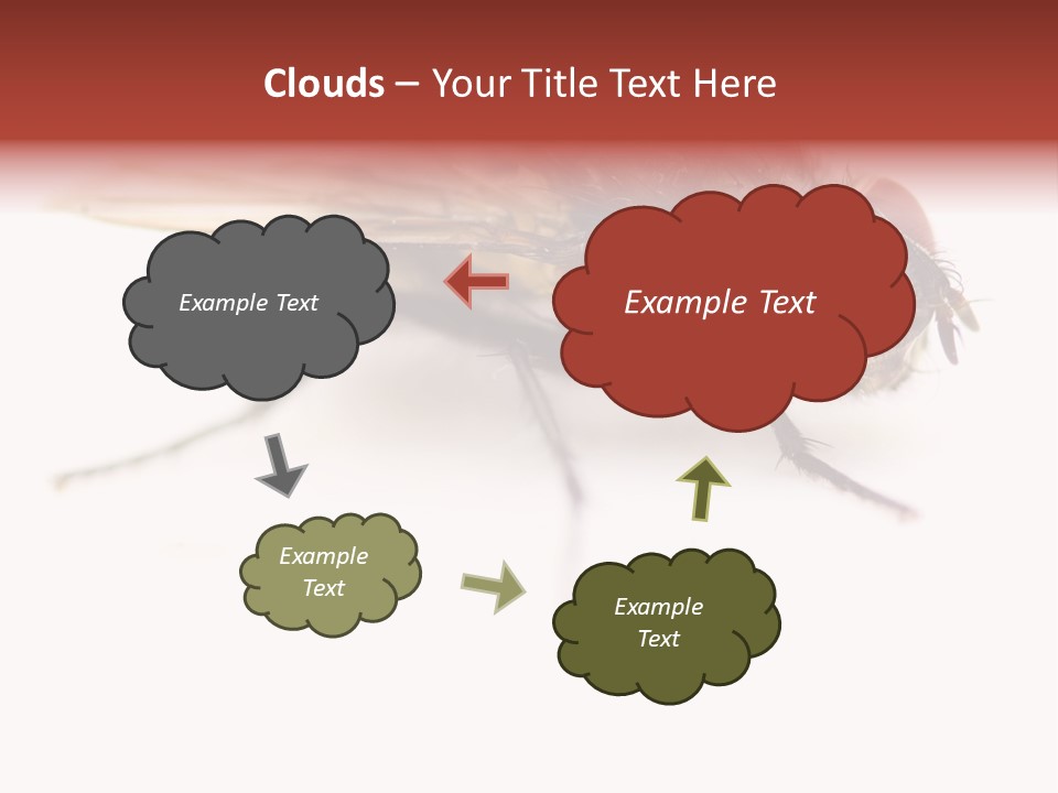 Closeup Wing Wild PowerPoint Template