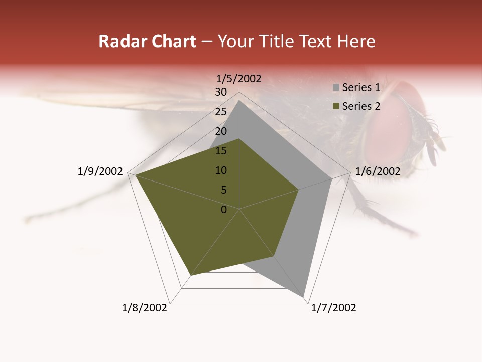 Closeup Wing Wild PowerPoint Template
