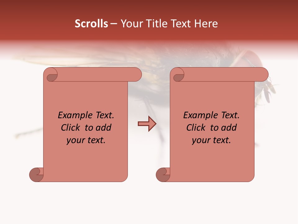 Closeup Wing Wild PowerPoint Template