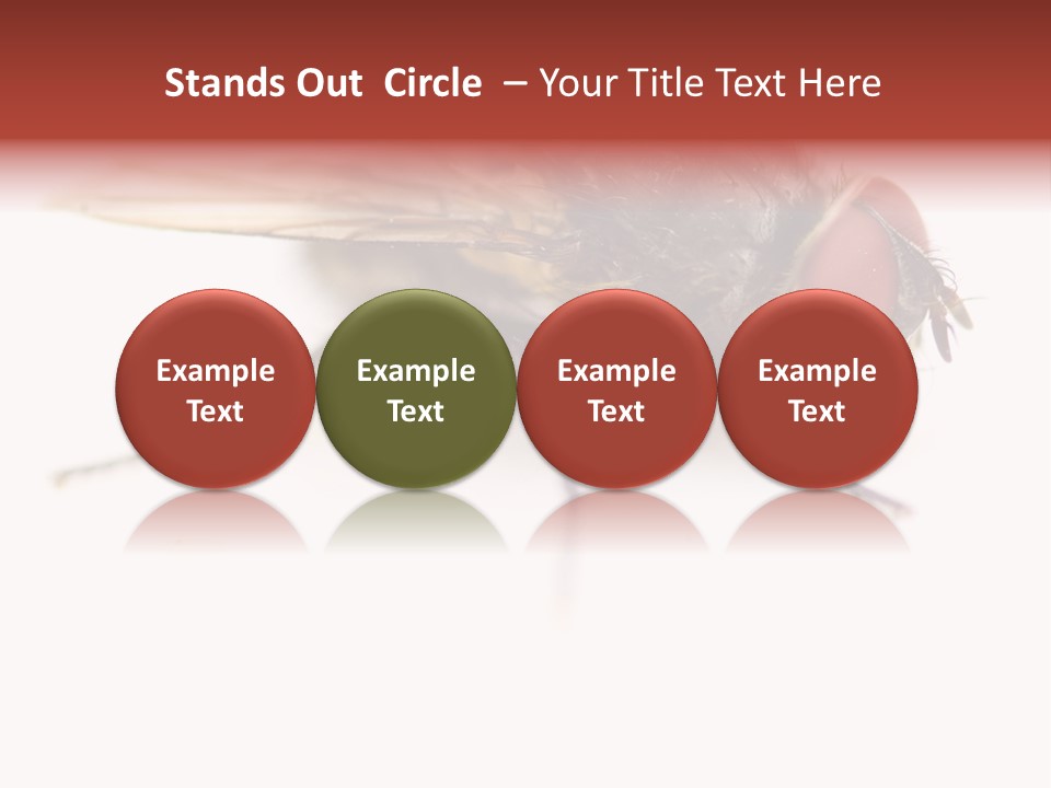 Closeup Wing Wild PowerPoint Template