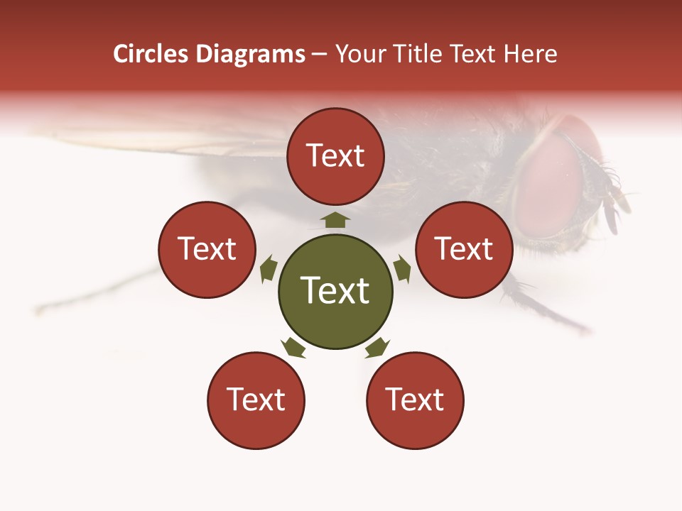 Closeup Wing Wild PowerPoint Template