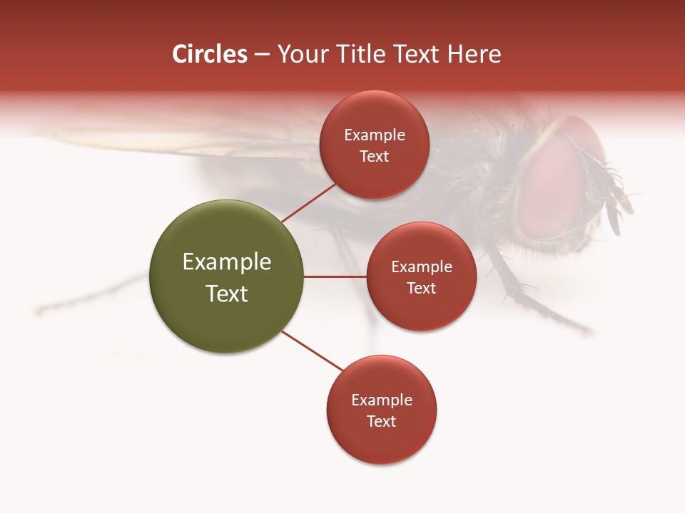 Closeup Wing Wild PowerPoint Template