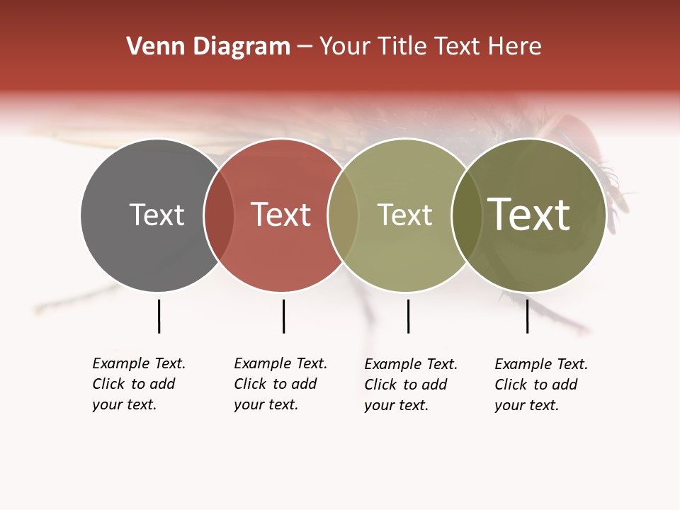 Closeup Wing Wild PowerPoint Template