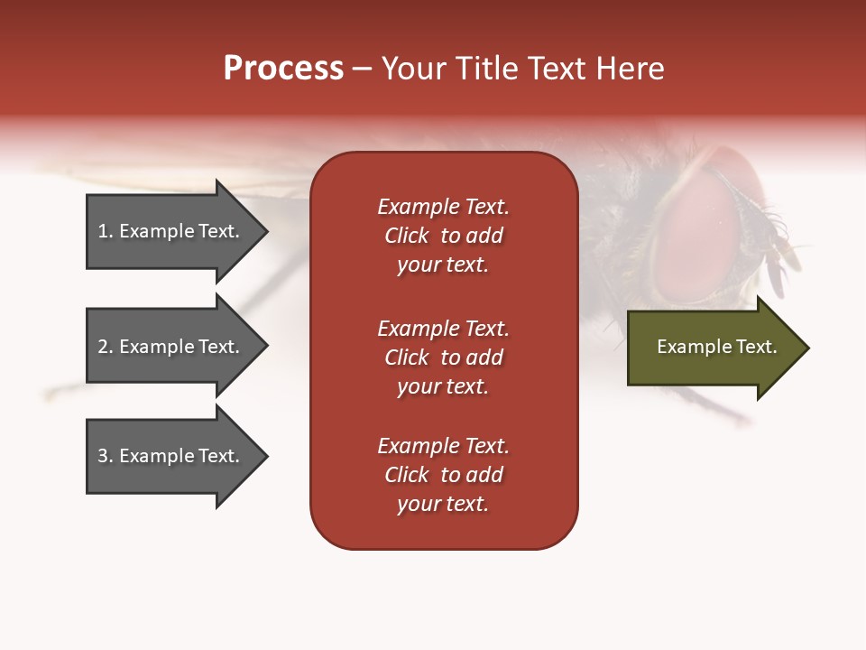 Closeup Wing Wild PowerPoint Template
