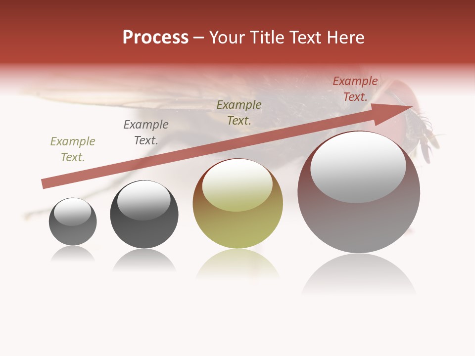 Closeup Wing Wild PowerPoint Template