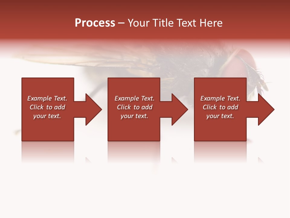Closeup Wing Wild PowerPoint Template