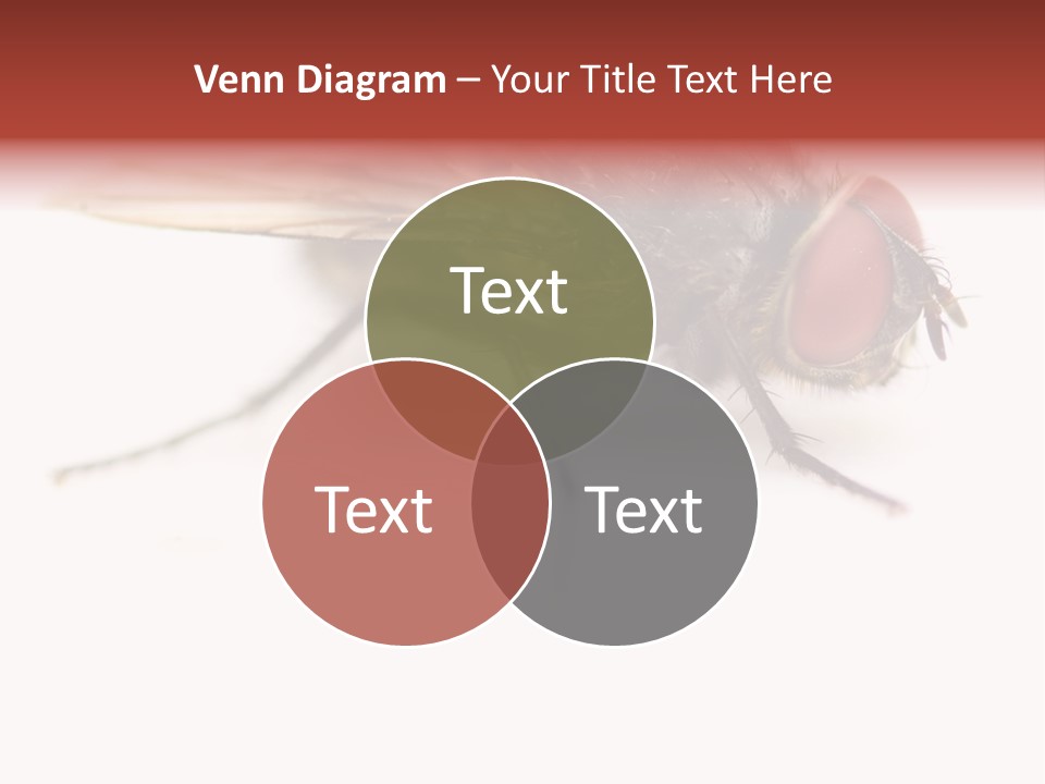 Closeup Wing Wild PowerPoint Template