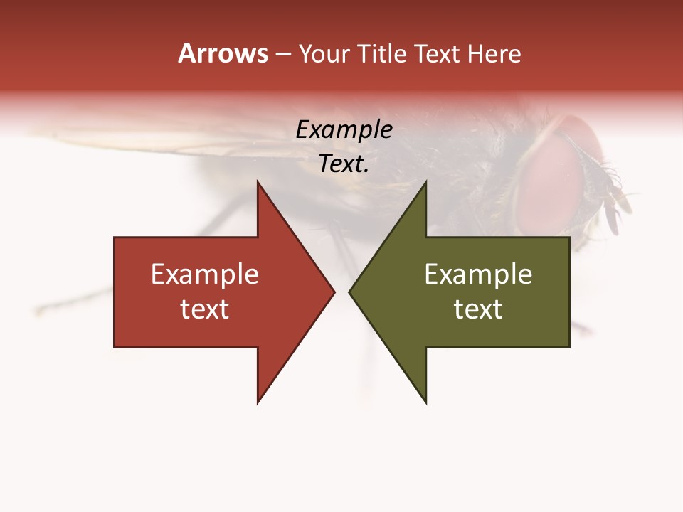 Closeup Wing Wild PowerPoint Template