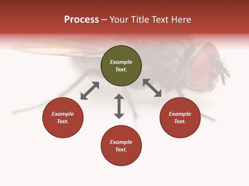 Closeup Wing Wild PowerPoint Template