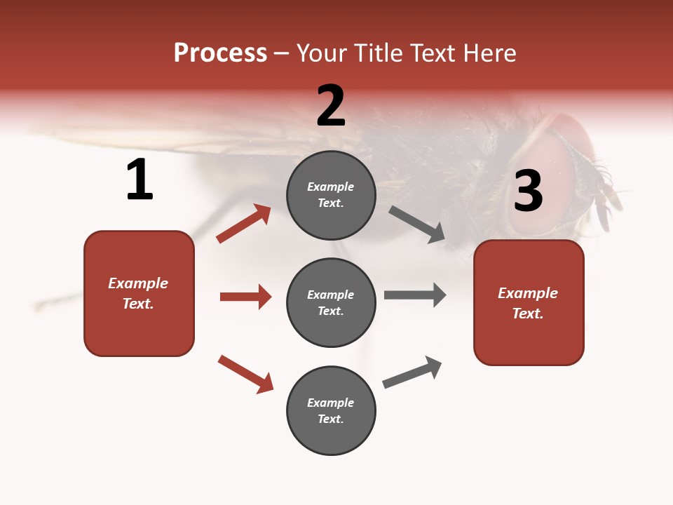 Closeup Wing Wild PowerPoint Template