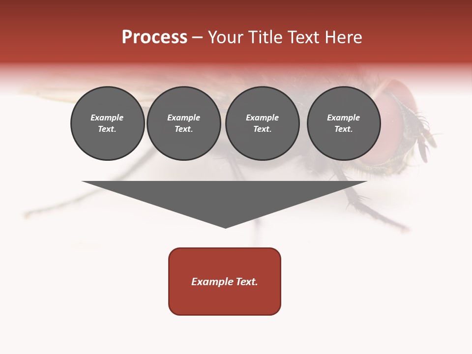 Closeup Wing Wild PowerPoint Template