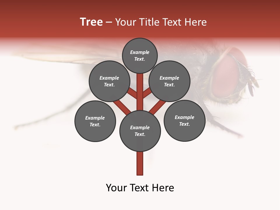 Closeup Wing Wild PowerPoint Template
