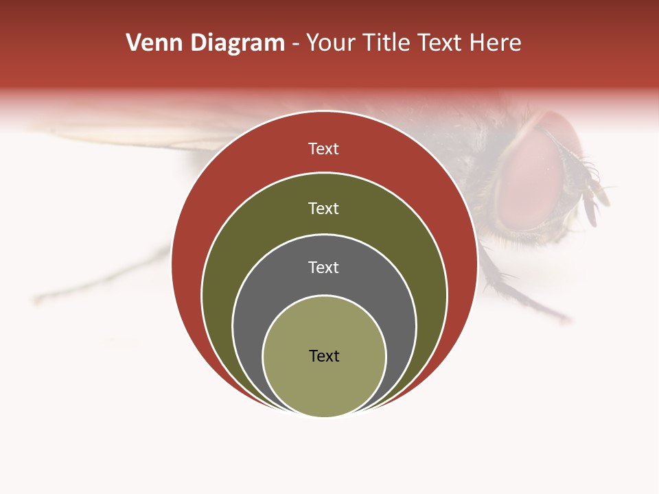 Closeup Wing Wild PowerPoint Template