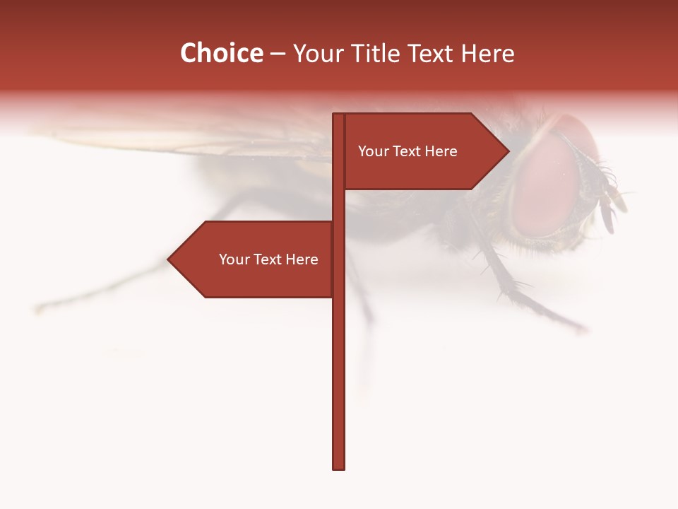 Closeup Wing Wild PowerPoint Template