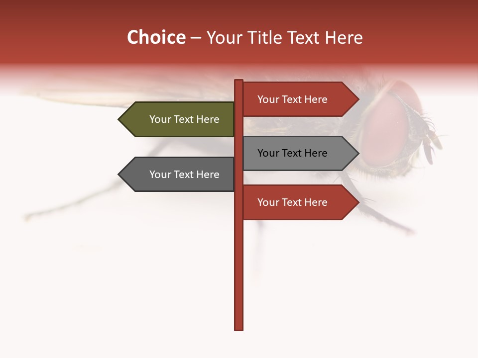 Closeup Wing Wild PowerPoint Template