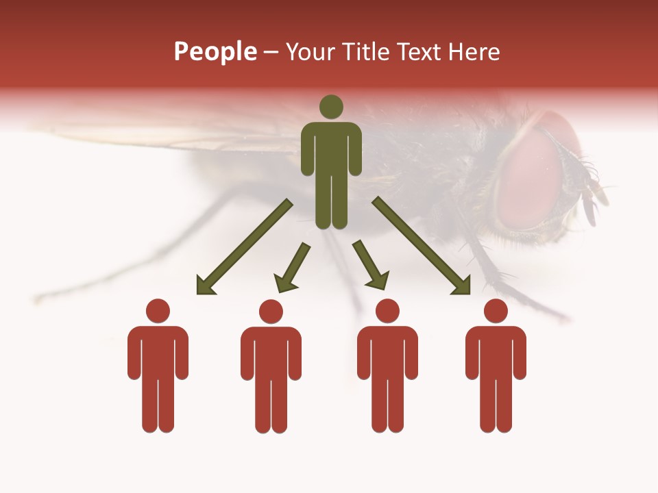 Closeup Wing Wild PowerPoint Template