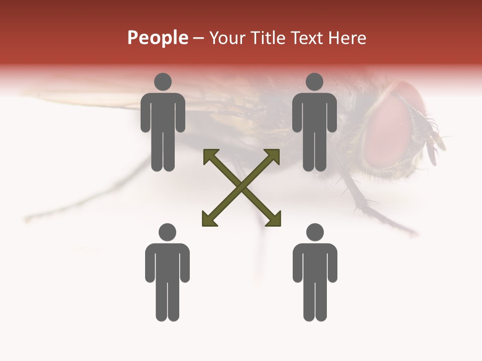 Closeup Wing Wild PowerPoint Template