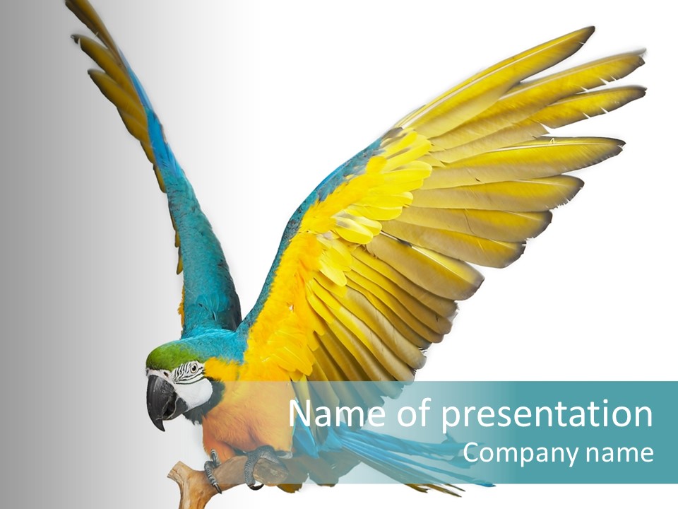 Wild White Bird PowerPoint Template