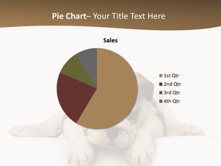 Humour Purebred Dog Friend PowerPoint Template