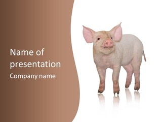 Image Shot Pig PowerPoint Template