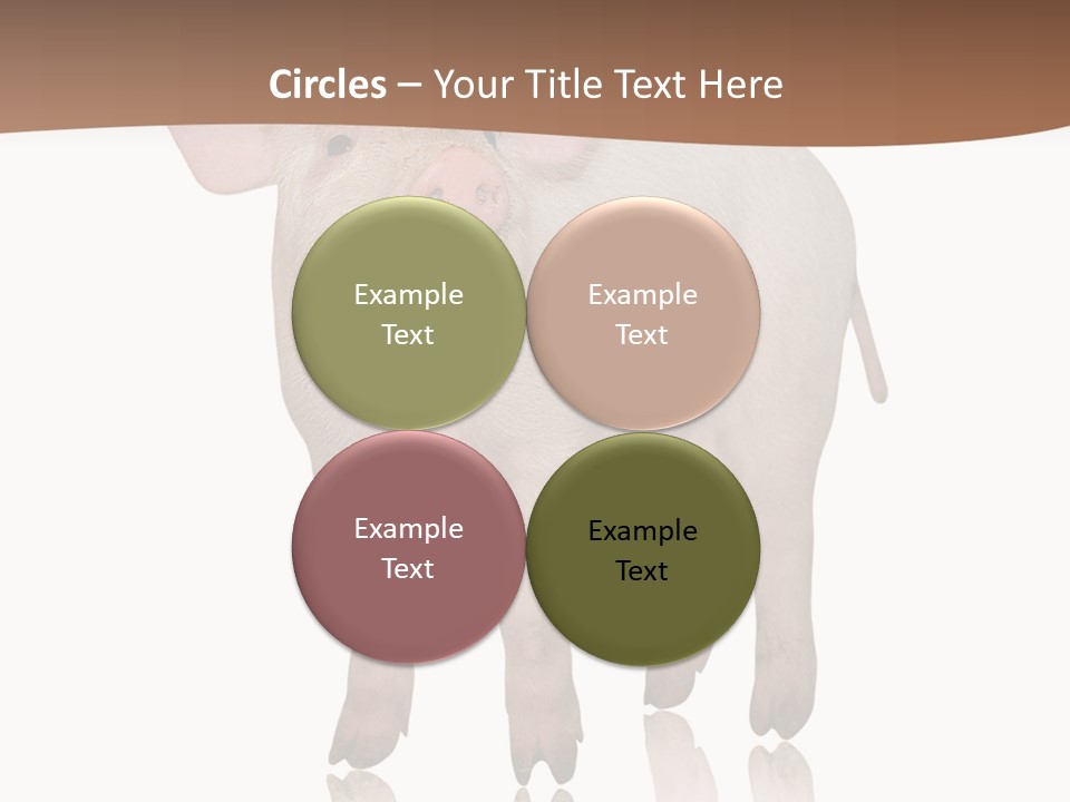 Image Shot Pig PowerPoint Template