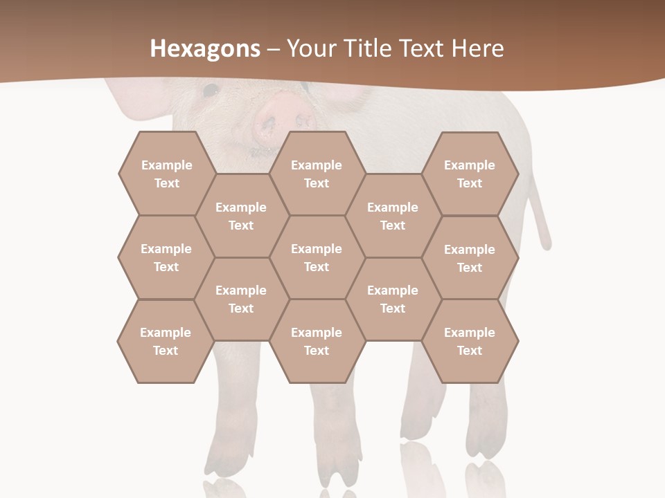 Image Shot Pig PowerPoint Template