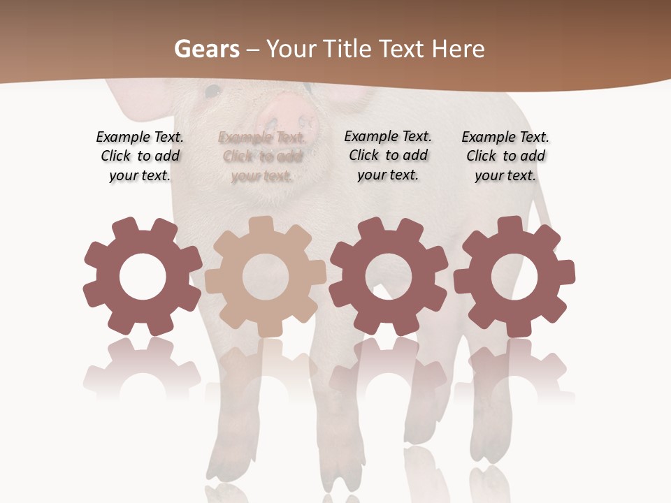 Image Shot Pig PowerPoint Template