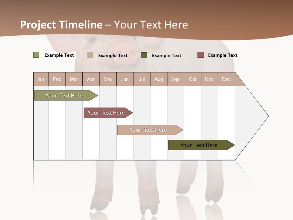 Image Shot Pig PowerPoint Template