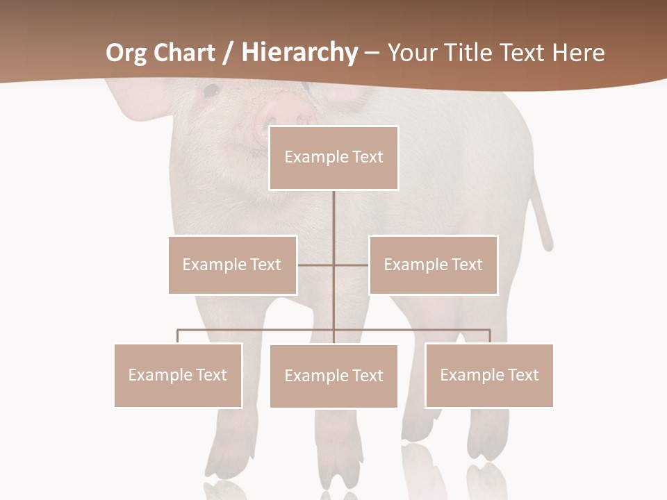 Image Shot Pig PowerPoint Template