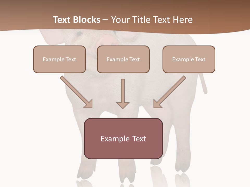 Image Shot Pig PowerPoint Template