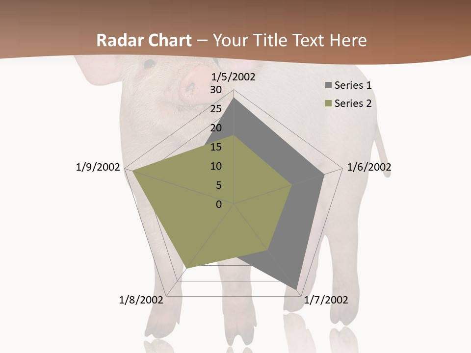 Image Shot Pig PowerPoint Template