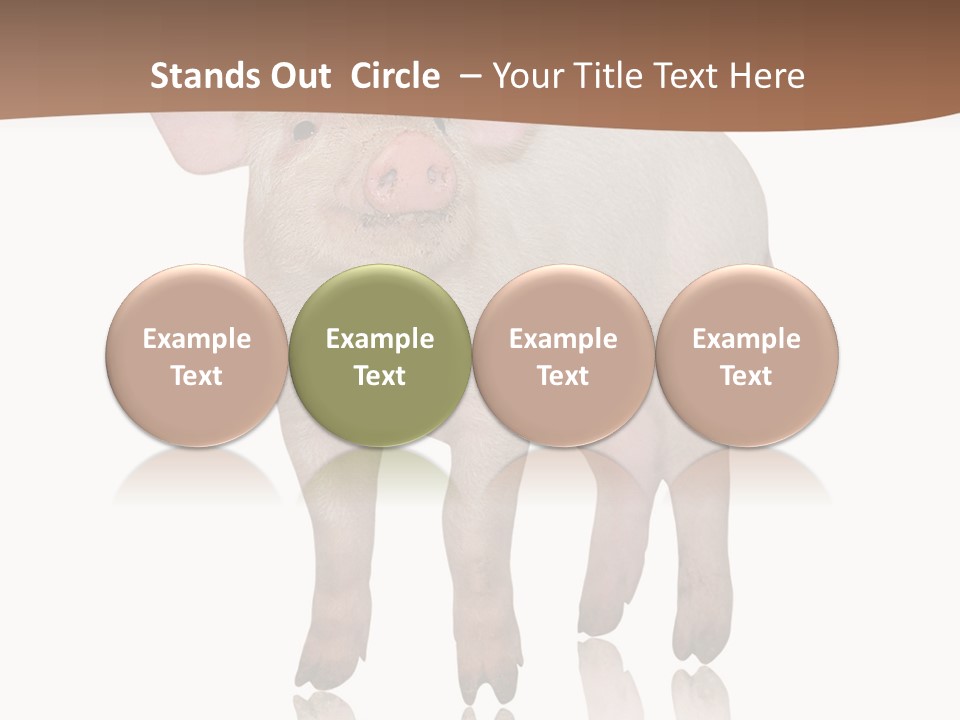 Image Shot Pig PowerPoint Template