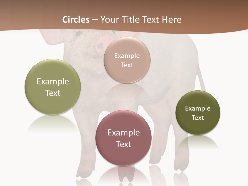 Image Shot Pig PowerPoint Template