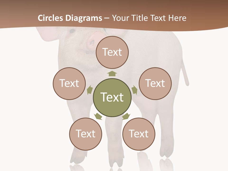 Image Shot Pig PowerPoint Template